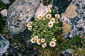 Ranuncolo glaciale, incontrato lungo la fascia subalpina dal parco Jotunheimen, Norvegia.